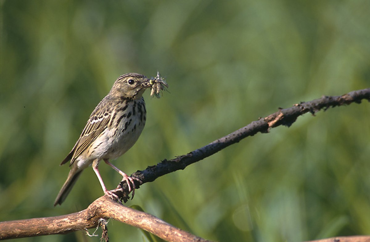 Pipit des arbres