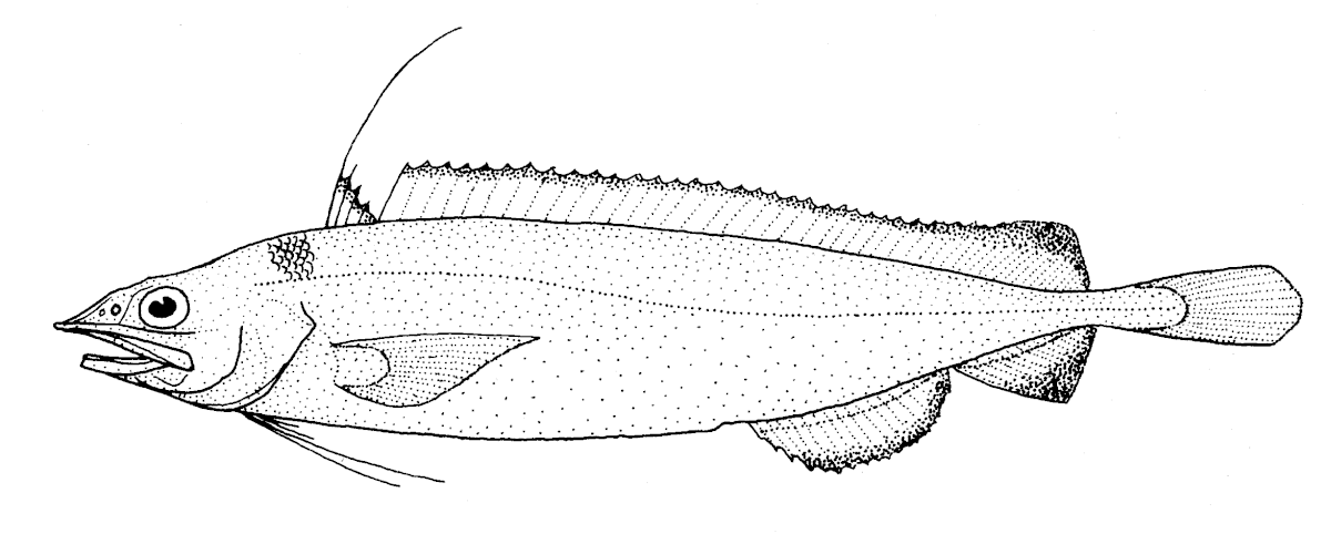 Moridae