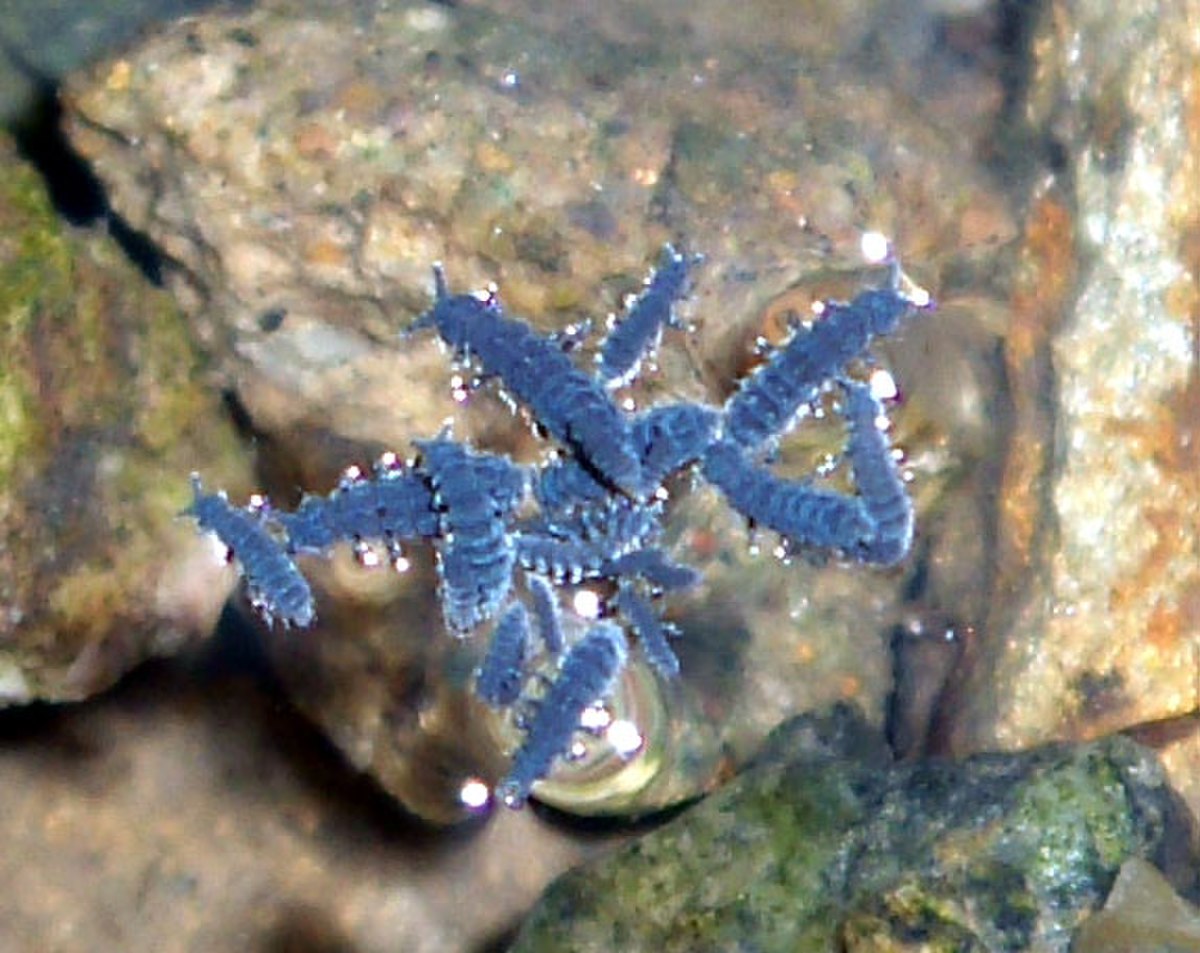 Neanuridae