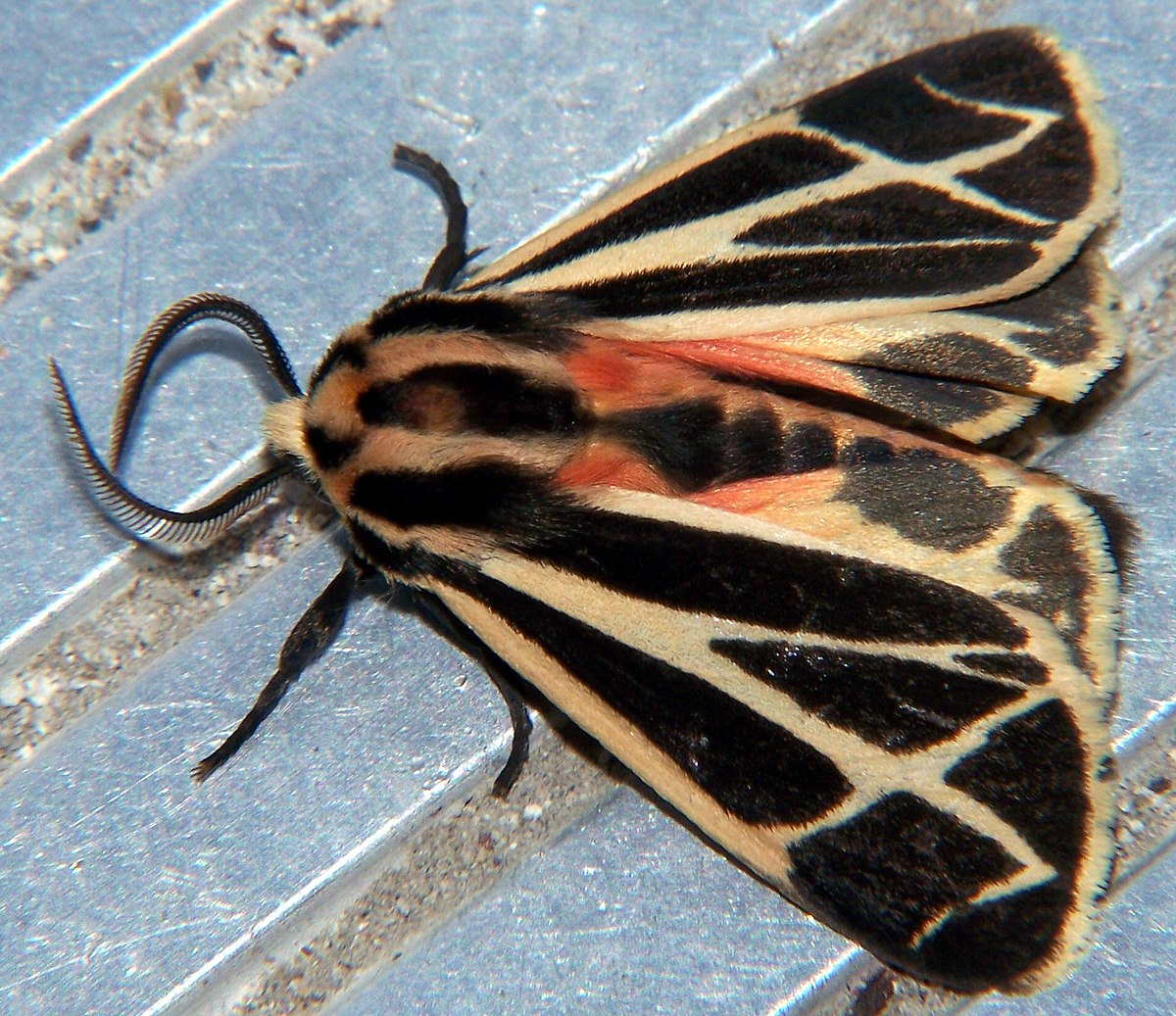 Arctiidae