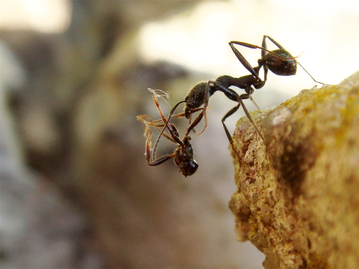 Aphaenogaster senilis
