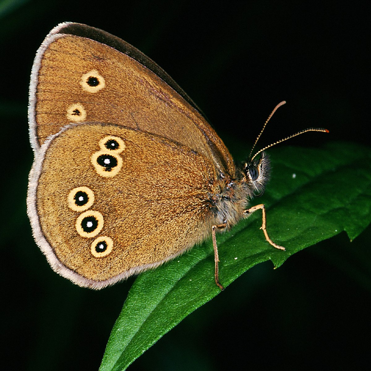 Tristan (papillon)