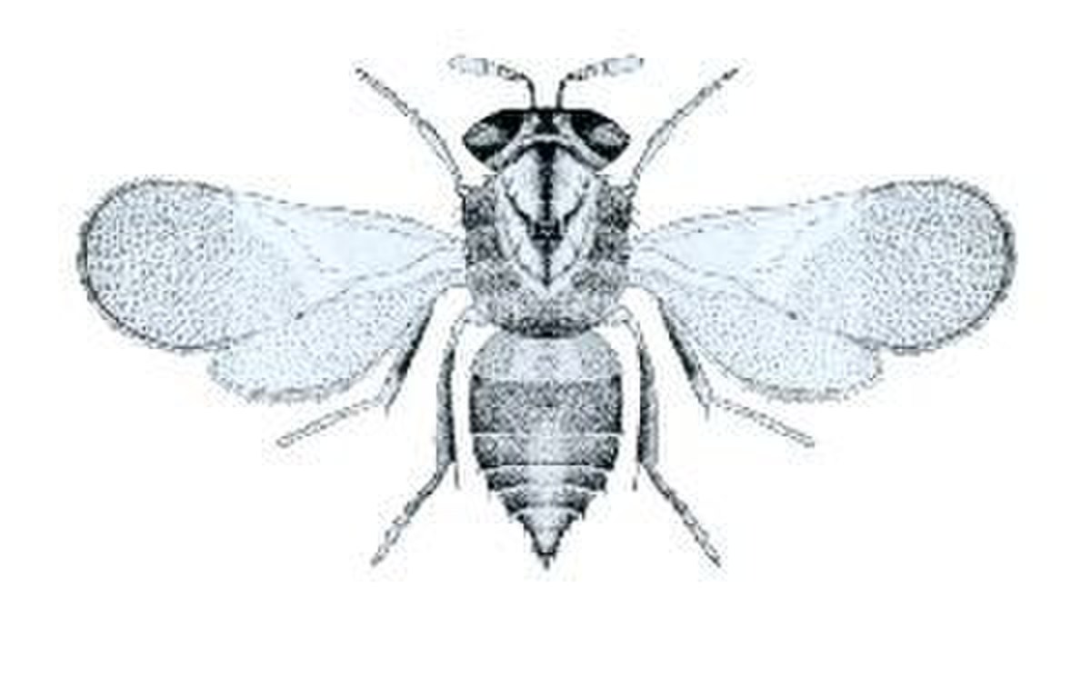 Aphelinidae
