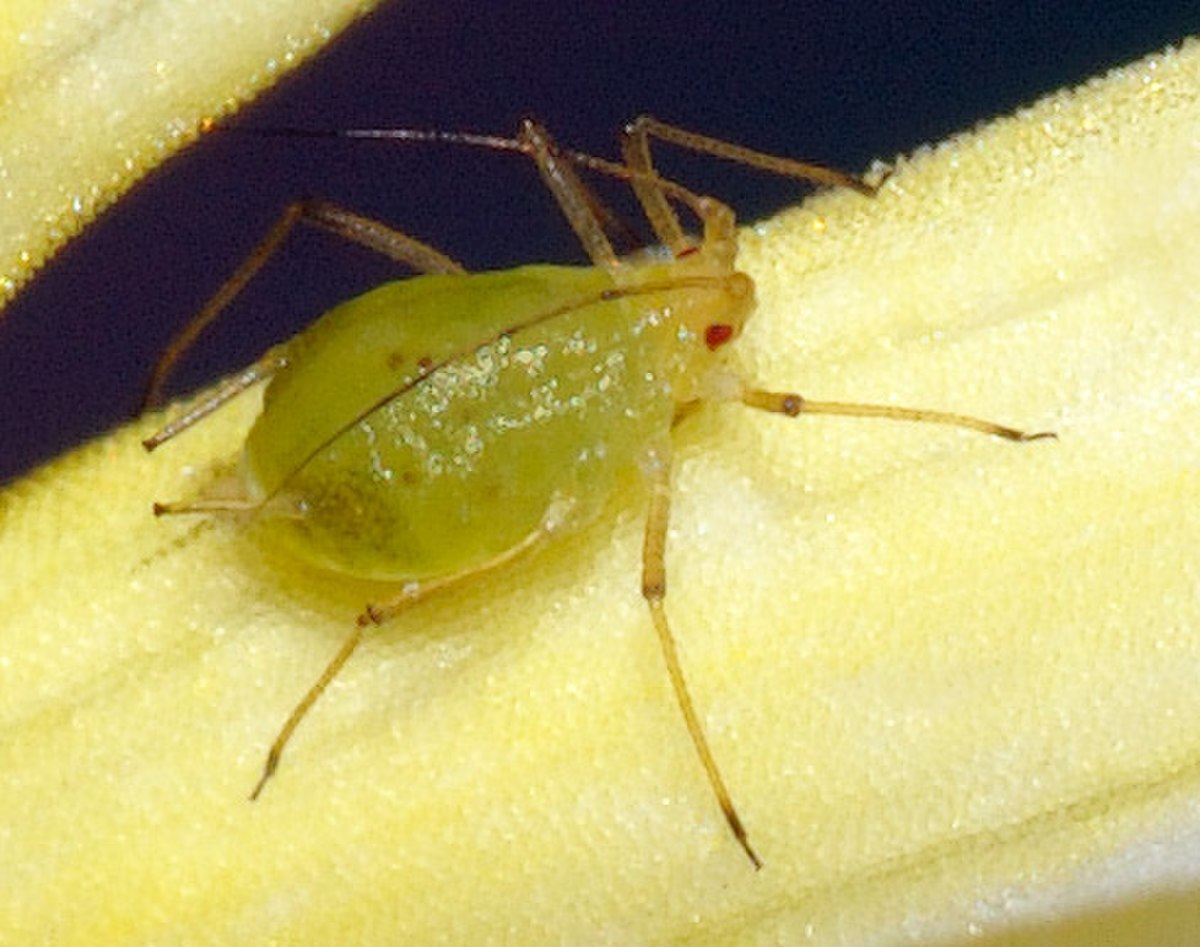 Aphididae