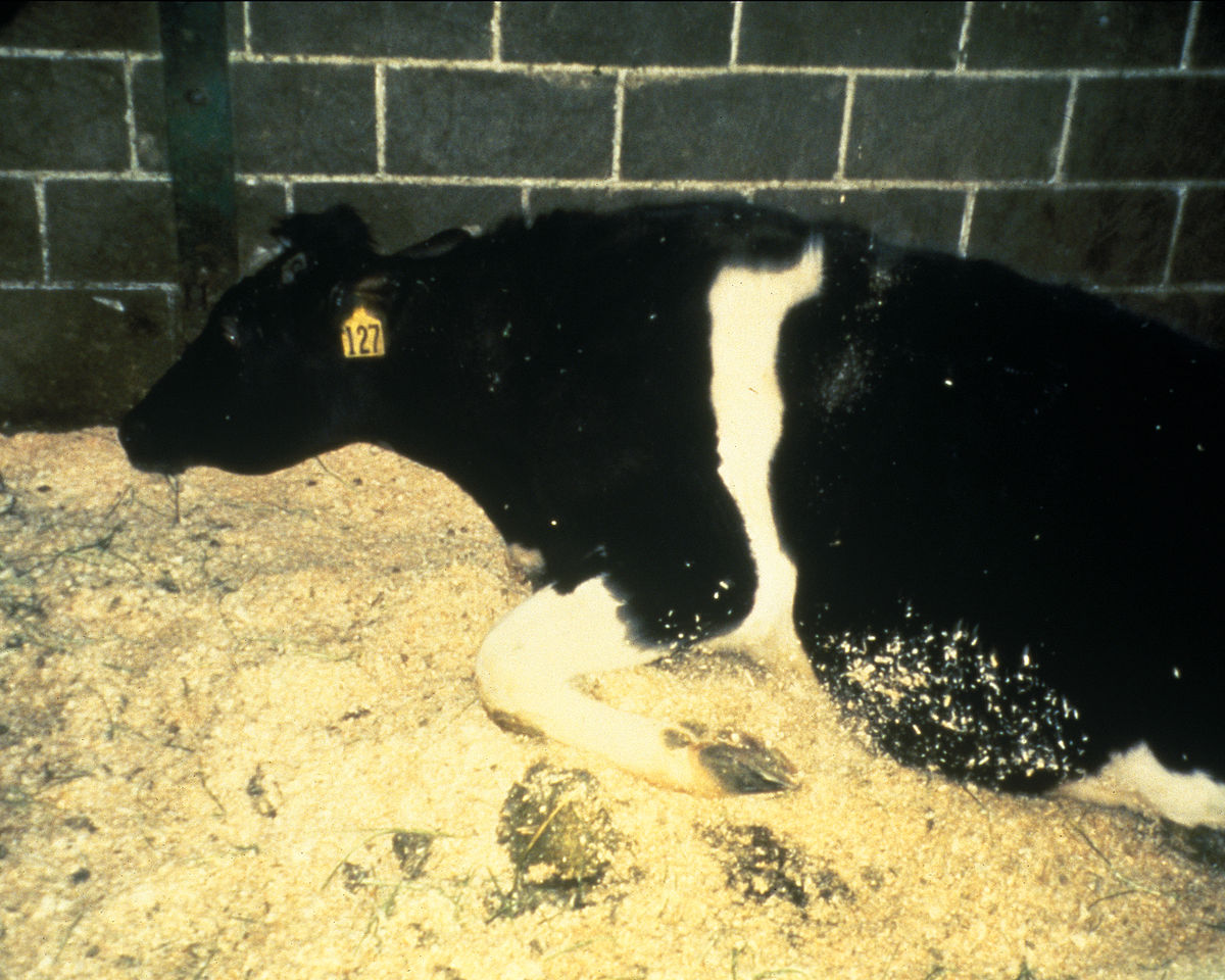 Crise de la vache folle