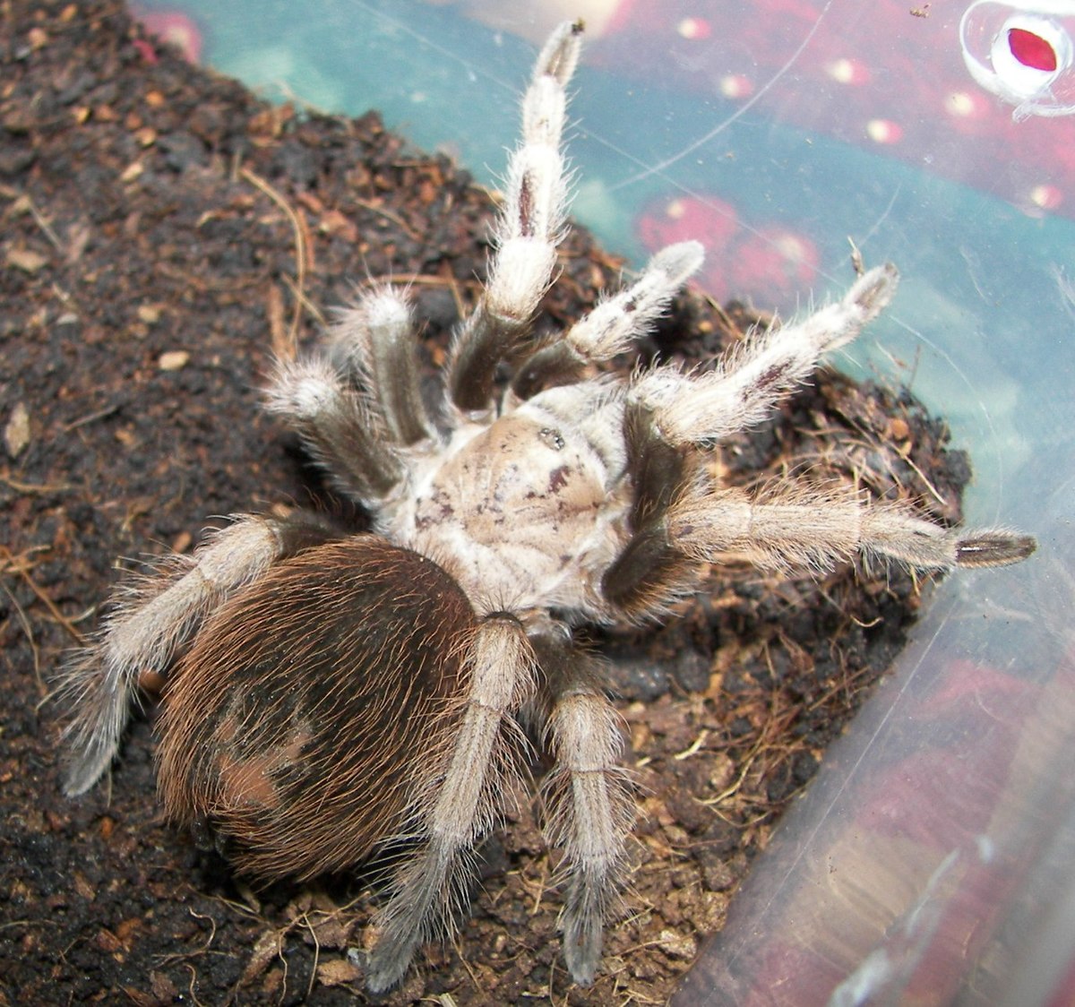Aphonopelma