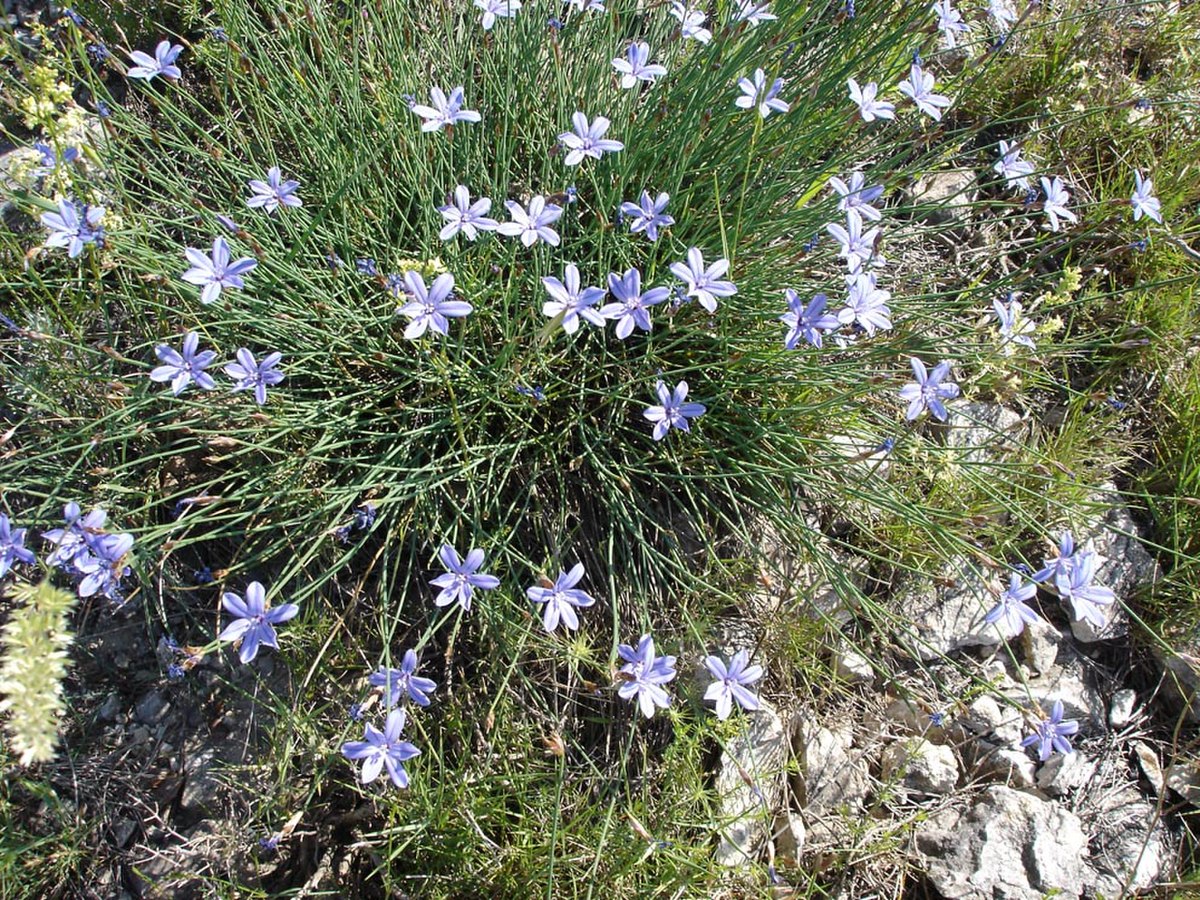 Touffe d'Aphyllanthe de Montpellier