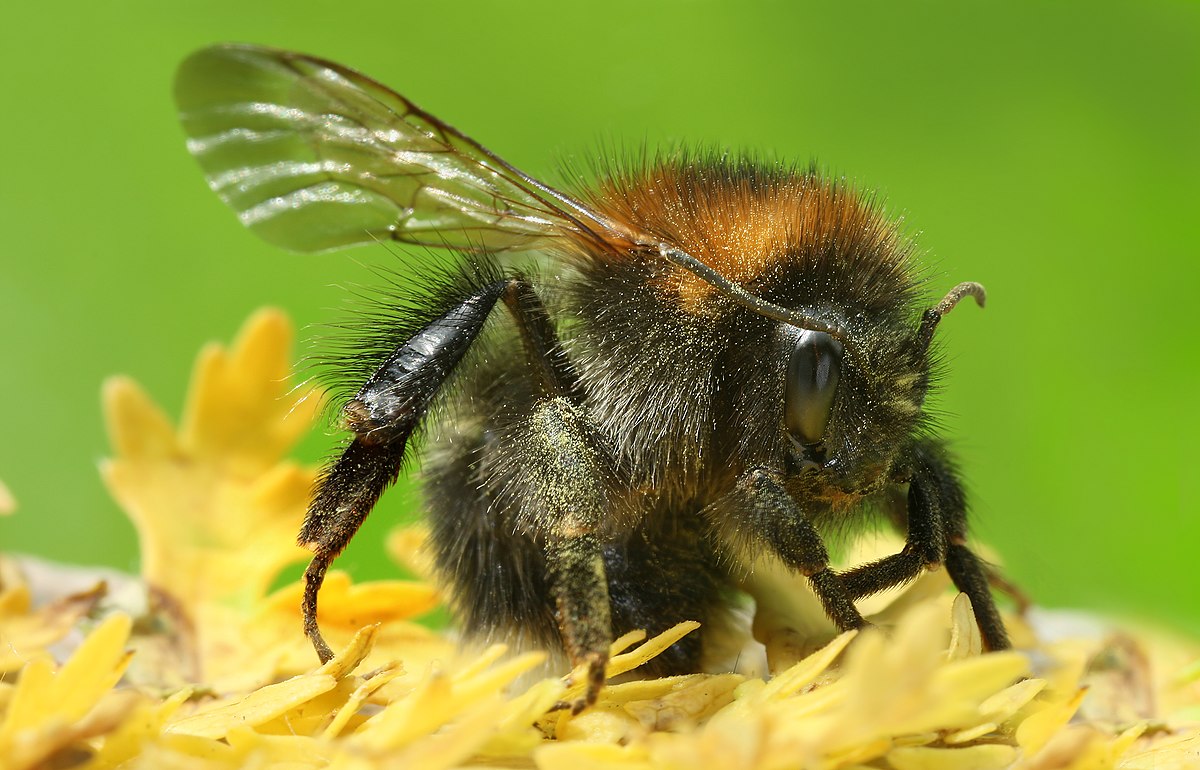 Bourdon (insecte)