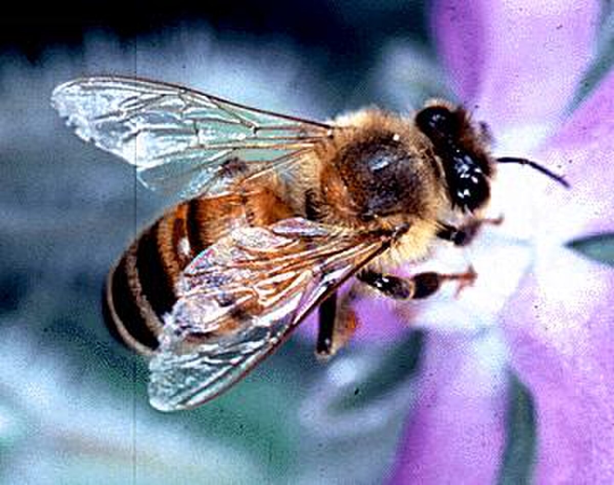 Apis mellifera ligustica