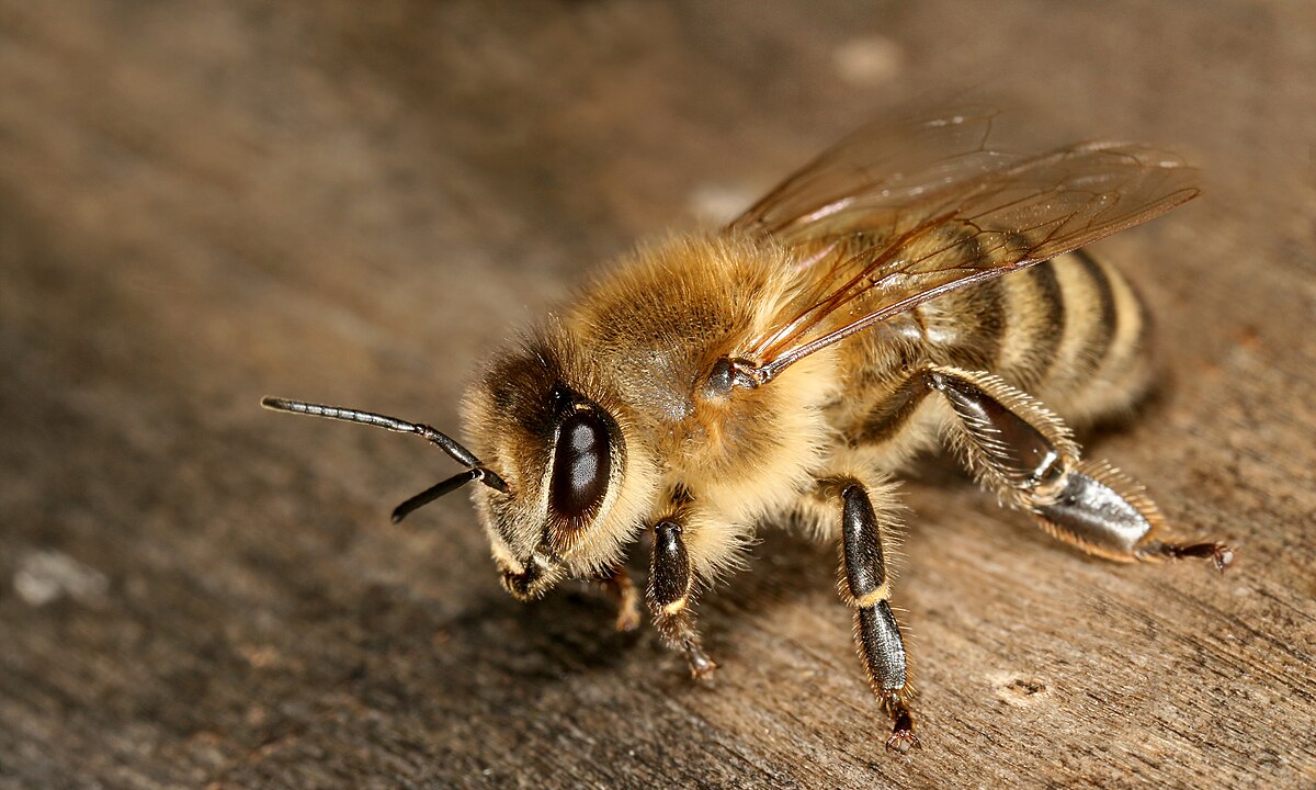 Apis mellifera carnica