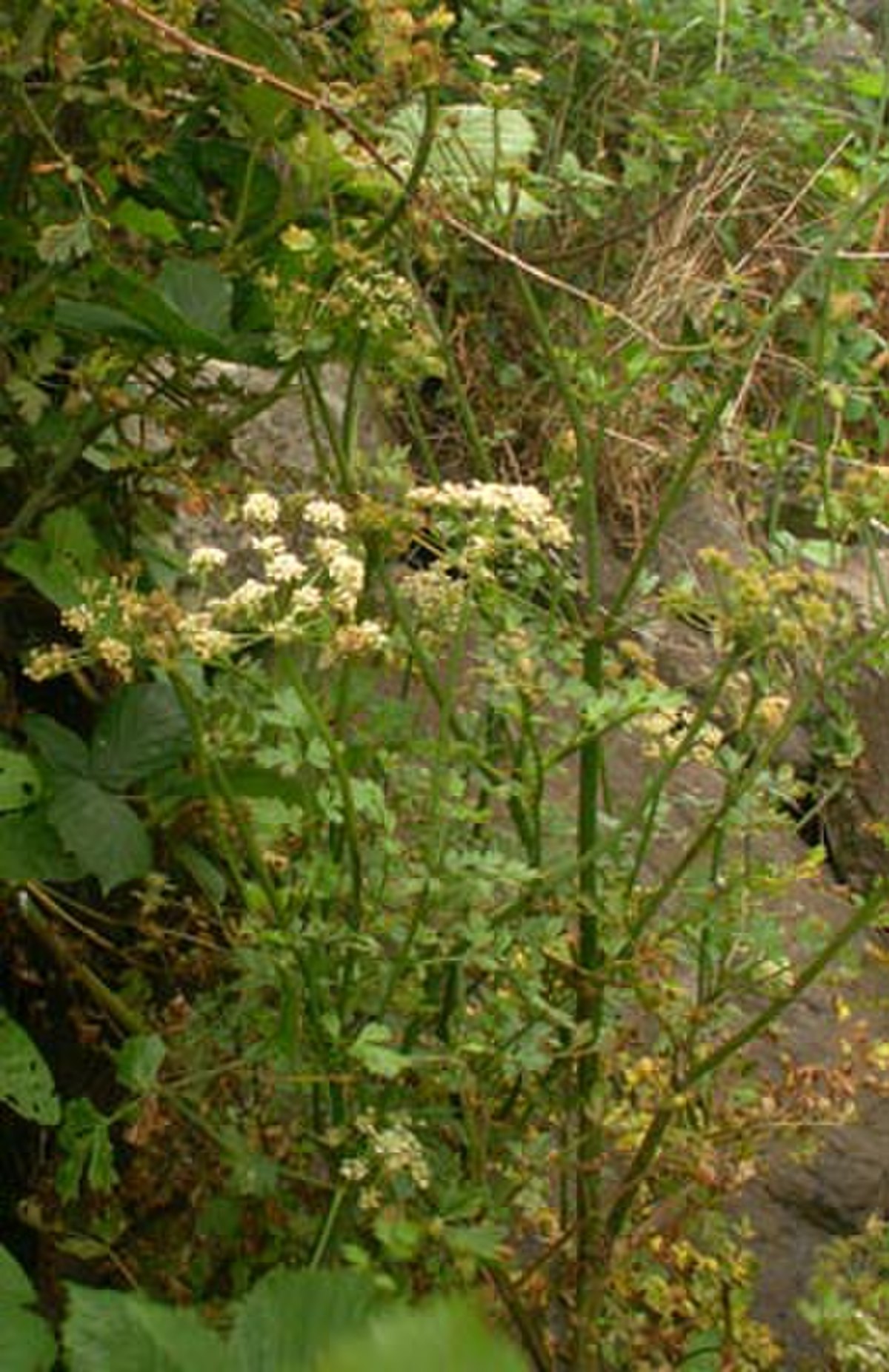 Ache des marais