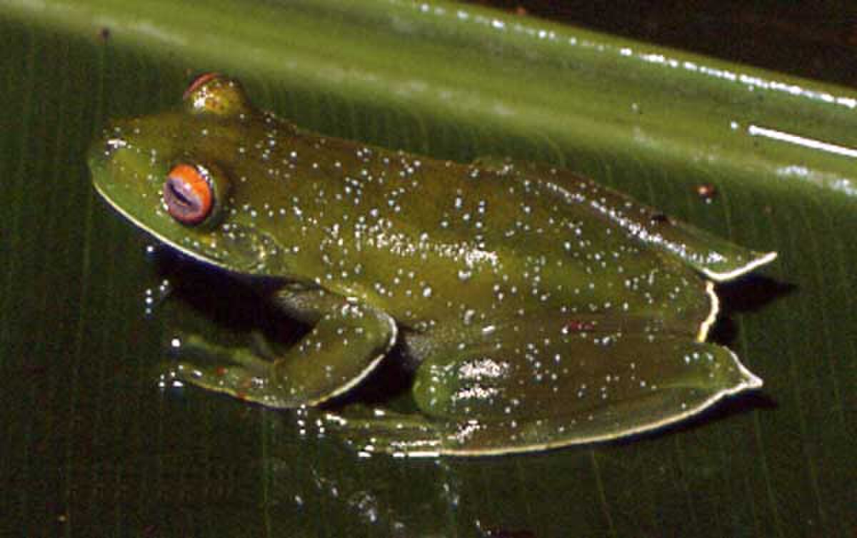 Aplastodiscus albosignatus