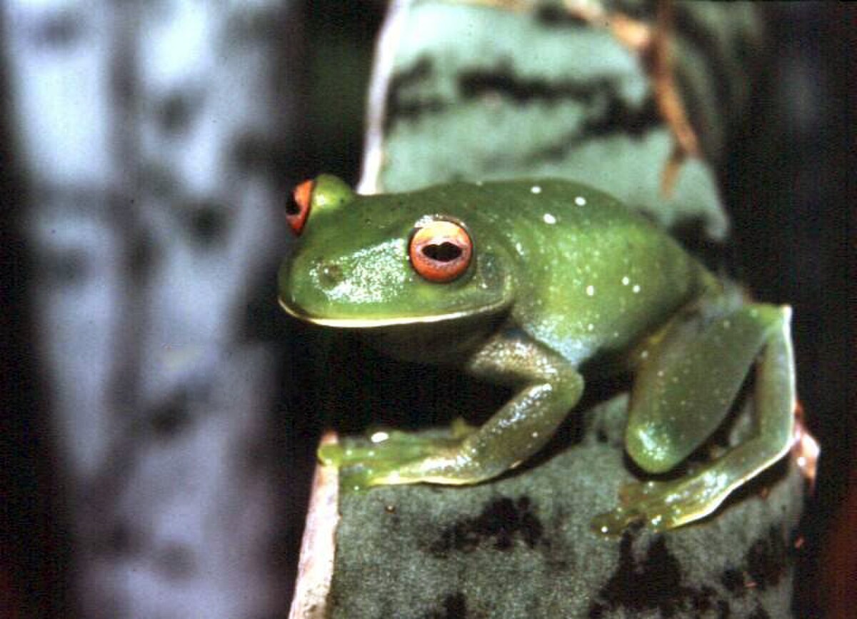 Aplastodiscus leucopygius