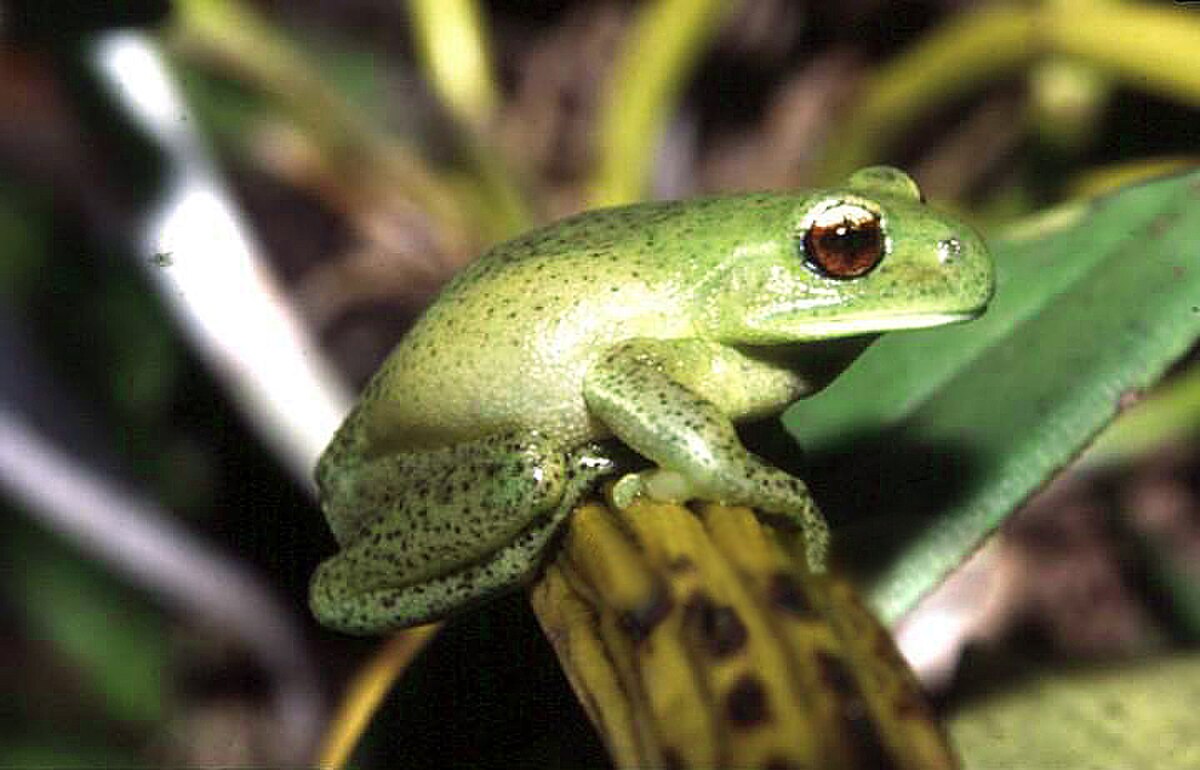 Aplastodiscus perviridis