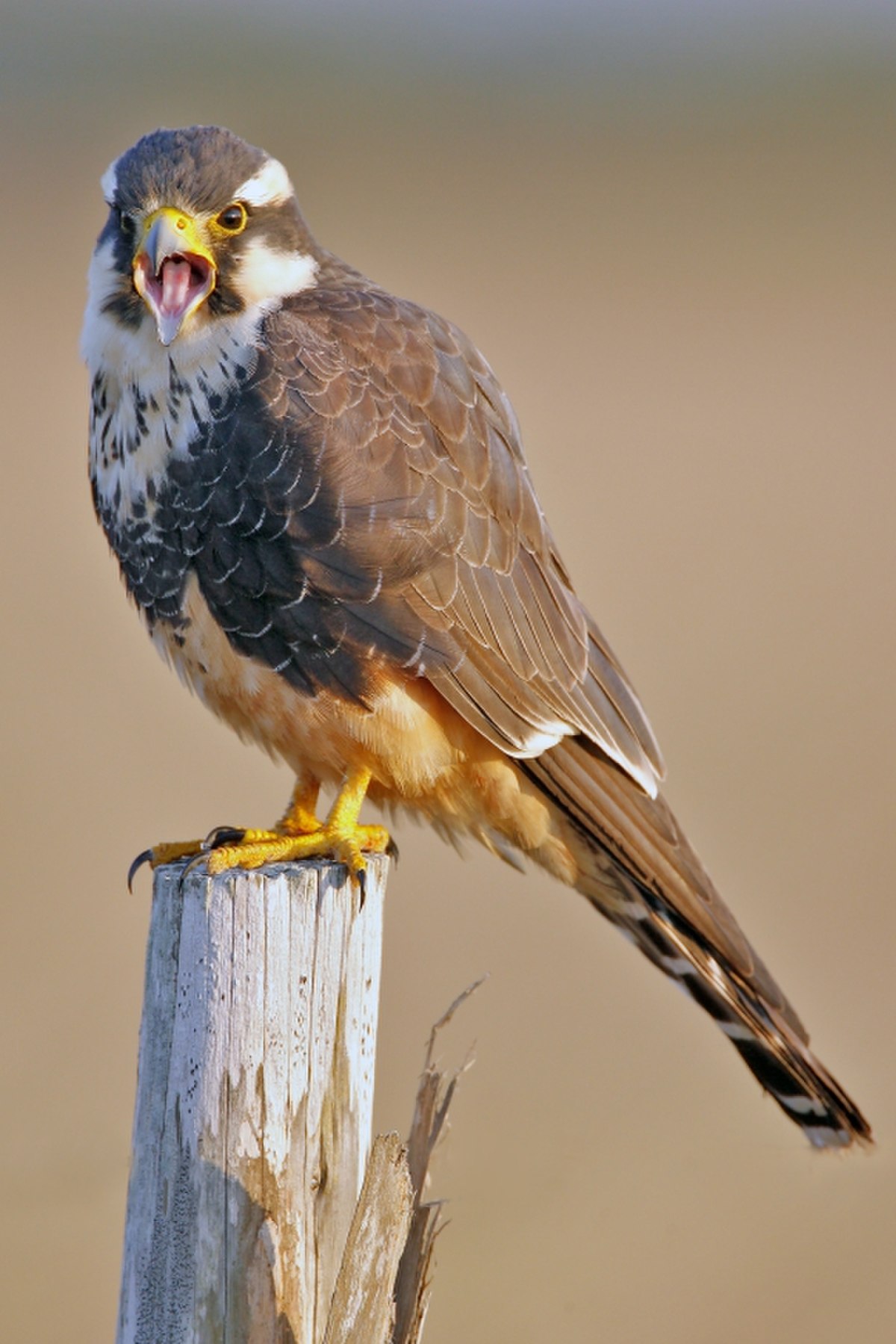 Faucon aplomado