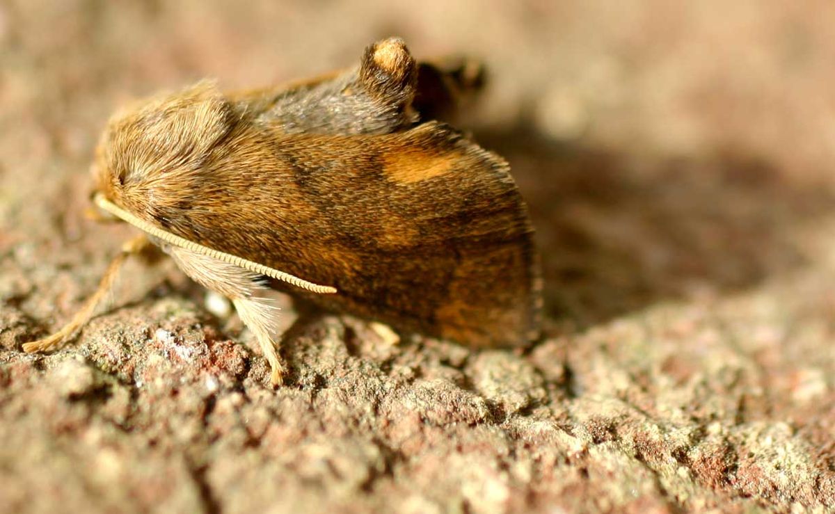 Limacodidae