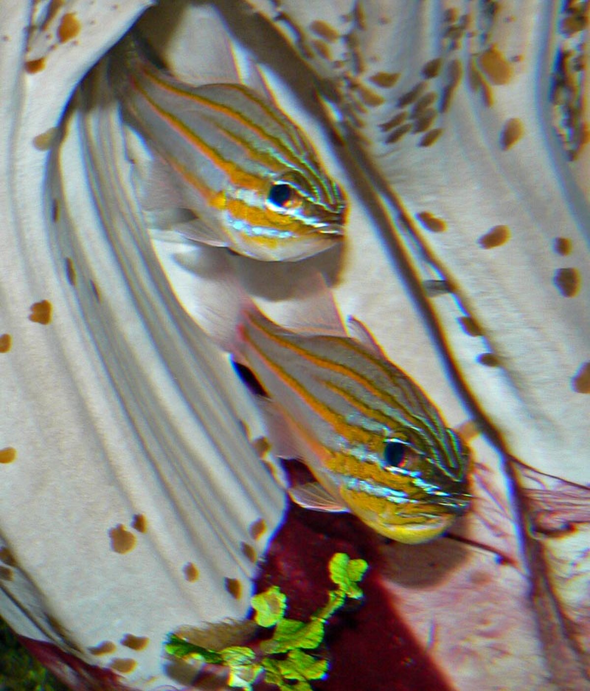 Apogon cyanosoma