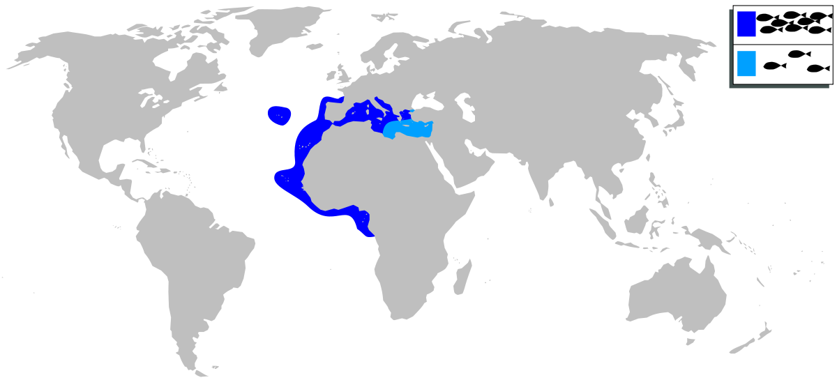 Apogon imberbis mapa.svg