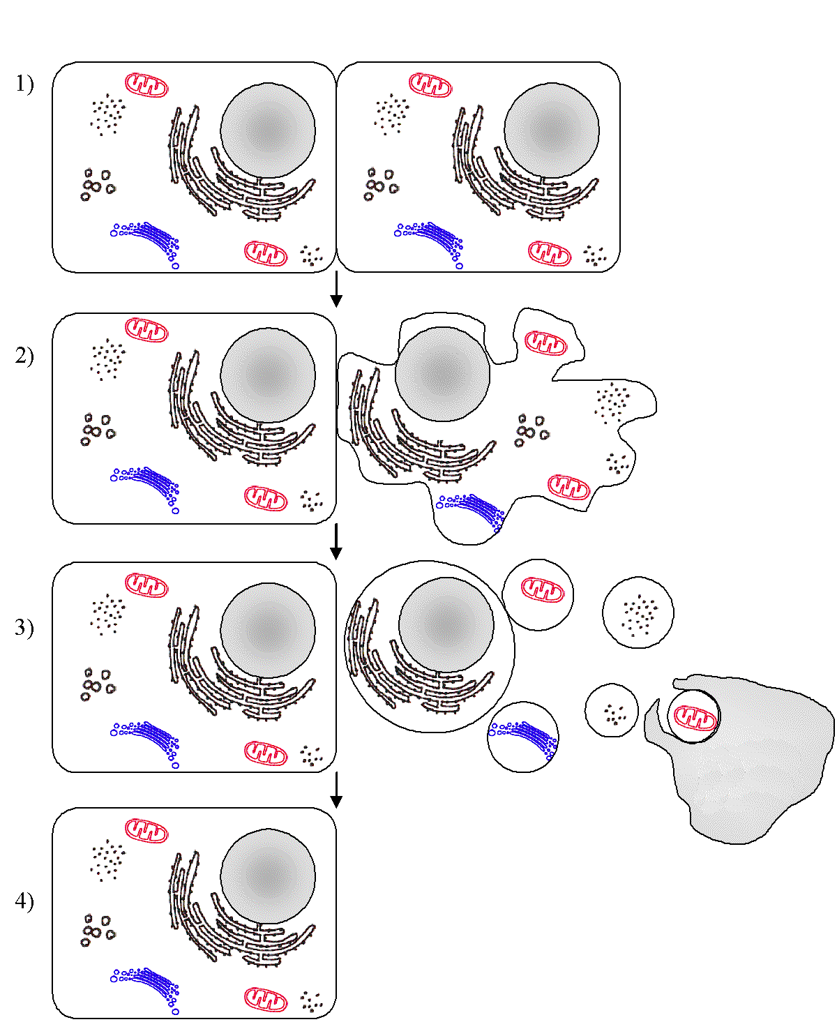 Apoptose