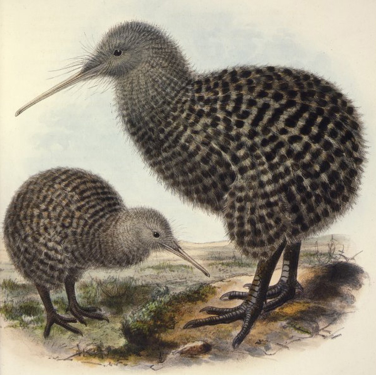 Kiwi roa