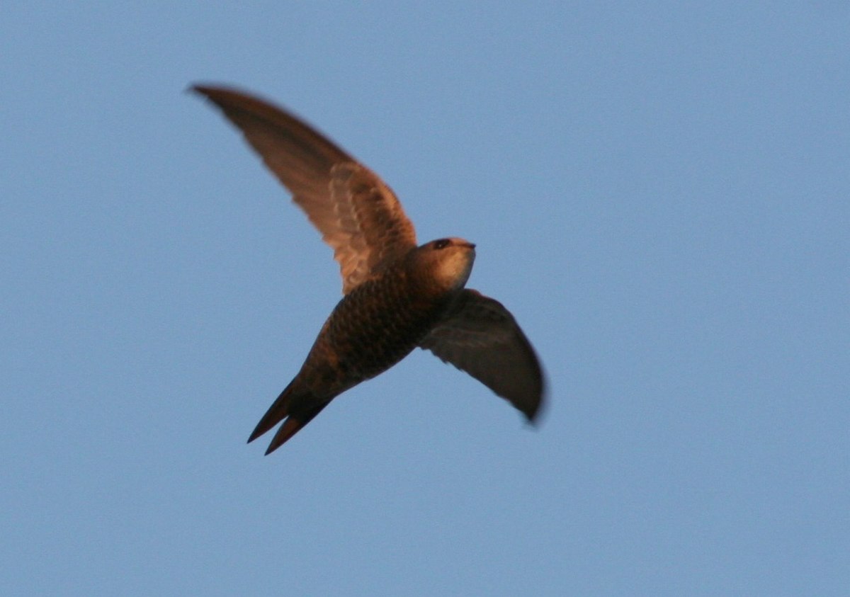Martinet pâle