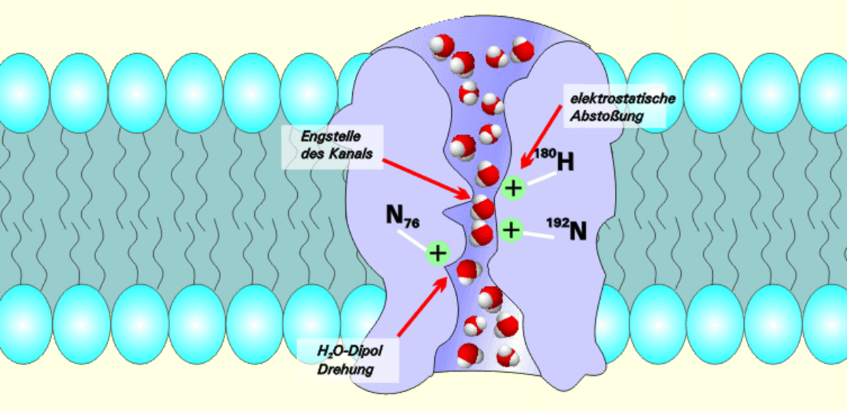 Aquaporine