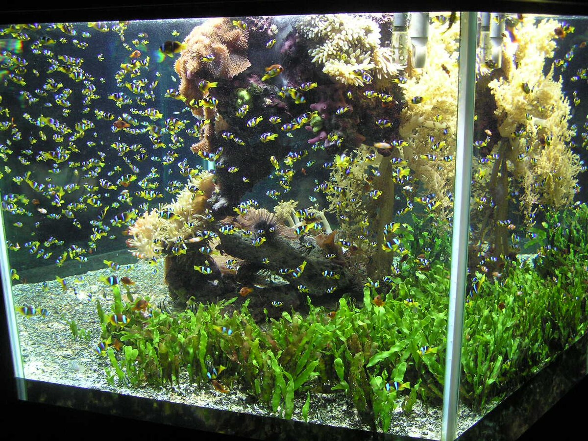 Aquarium de Monaco