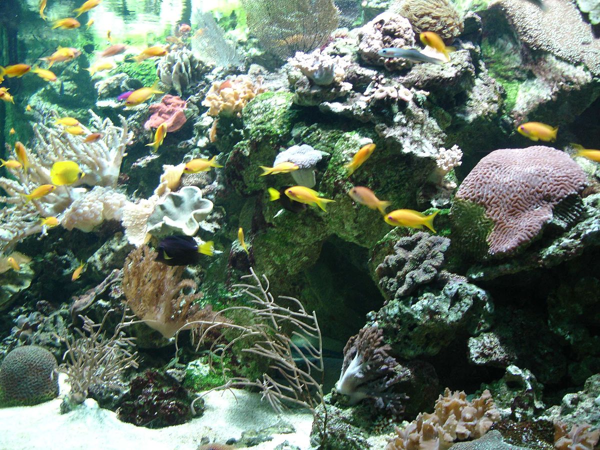 Aquarium du palais de la Porte Dorée