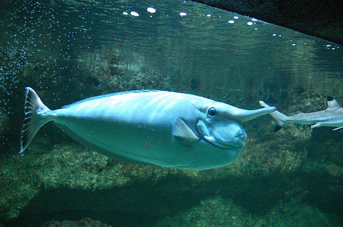 Naso annulatus