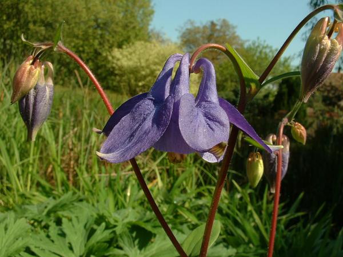 Ancolie des jardins