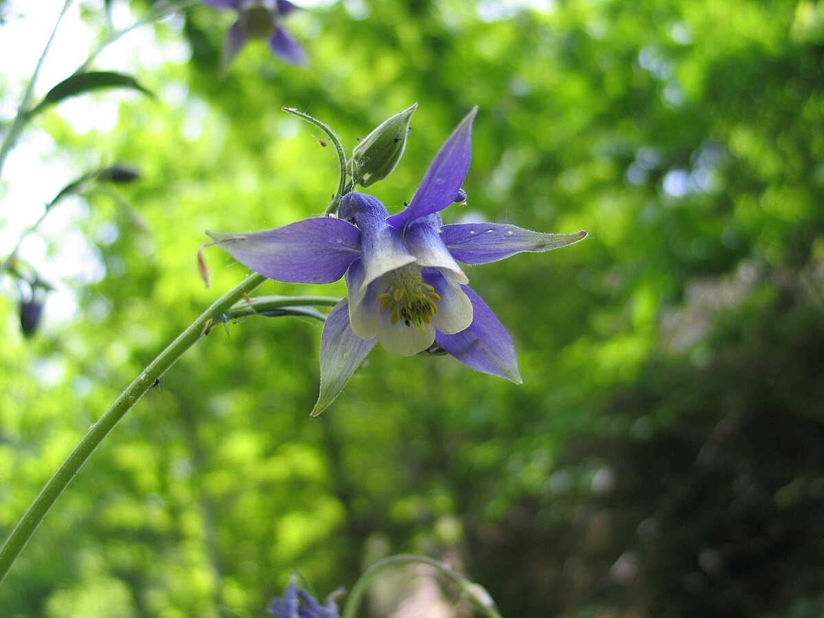 Aquilegia pyrenaica discolor1CEJO.jpg
