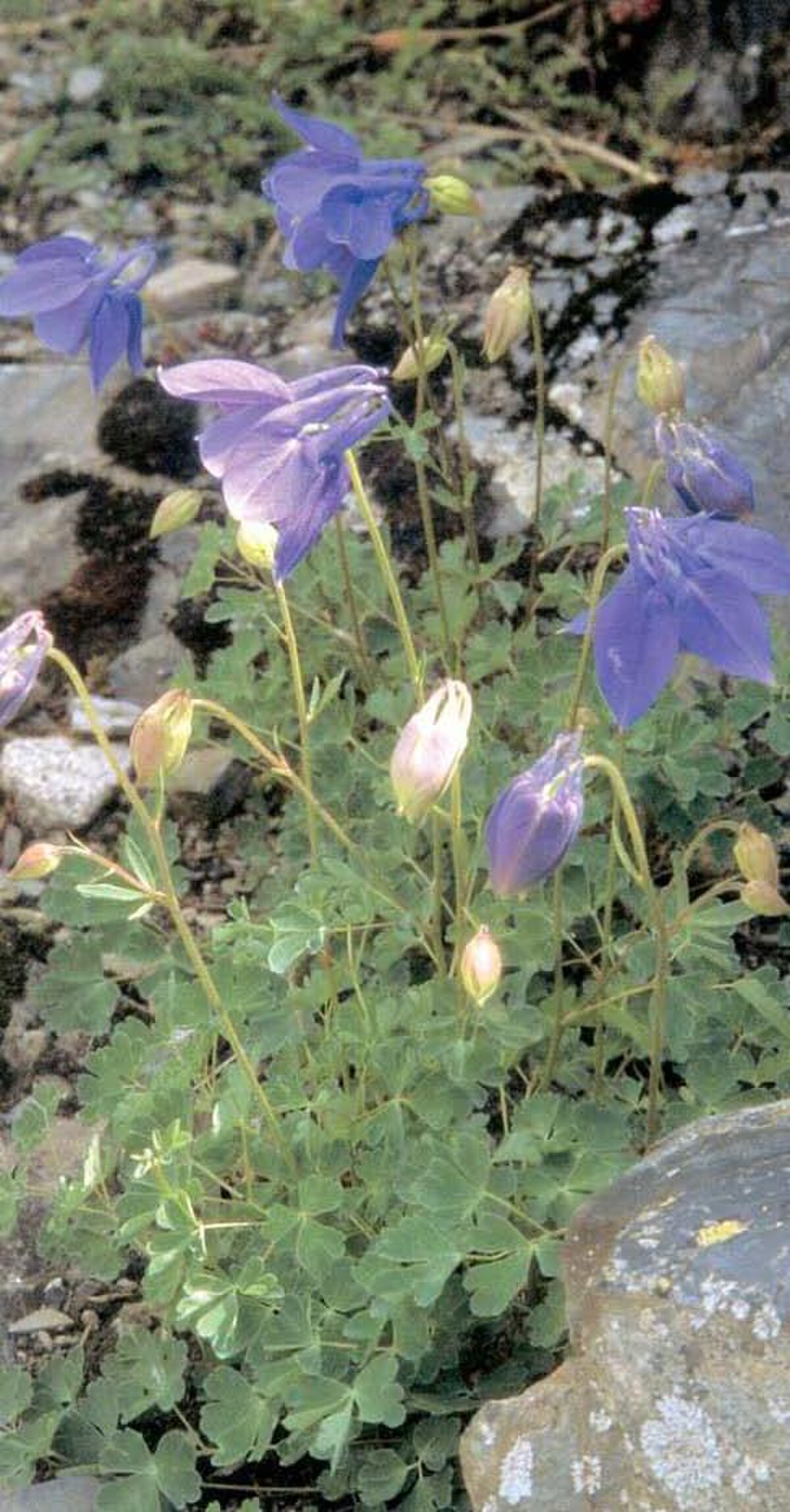 Aquilegia pyrenaica