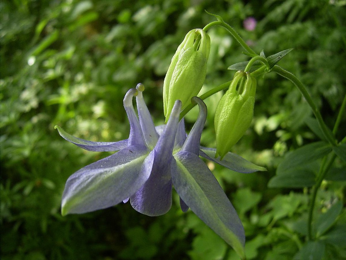 Ancolie