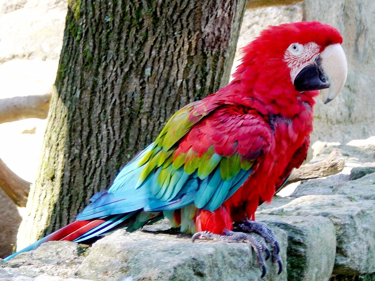 Ara chloroptère