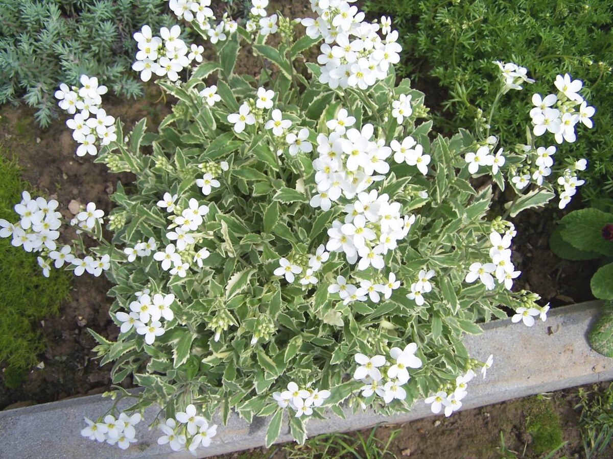 Arabette du Caucase