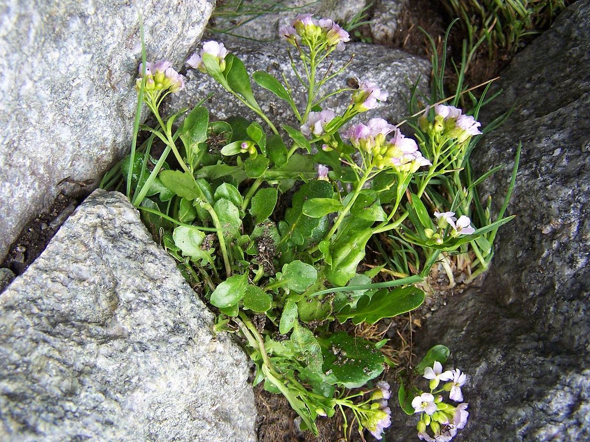 Arabis