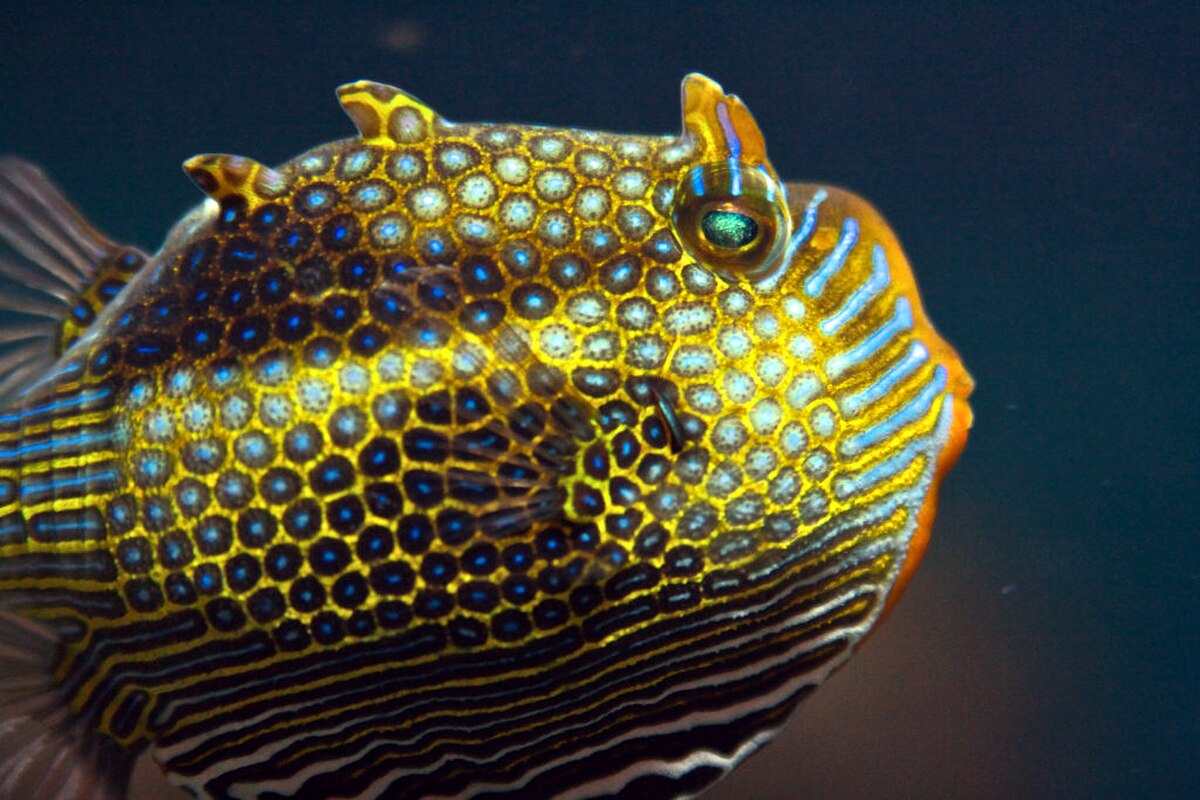 Aracanidae