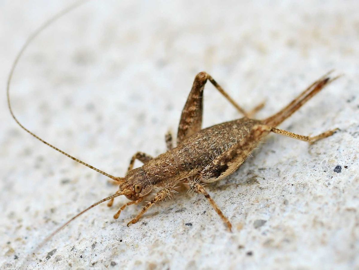 Arachnocephalus