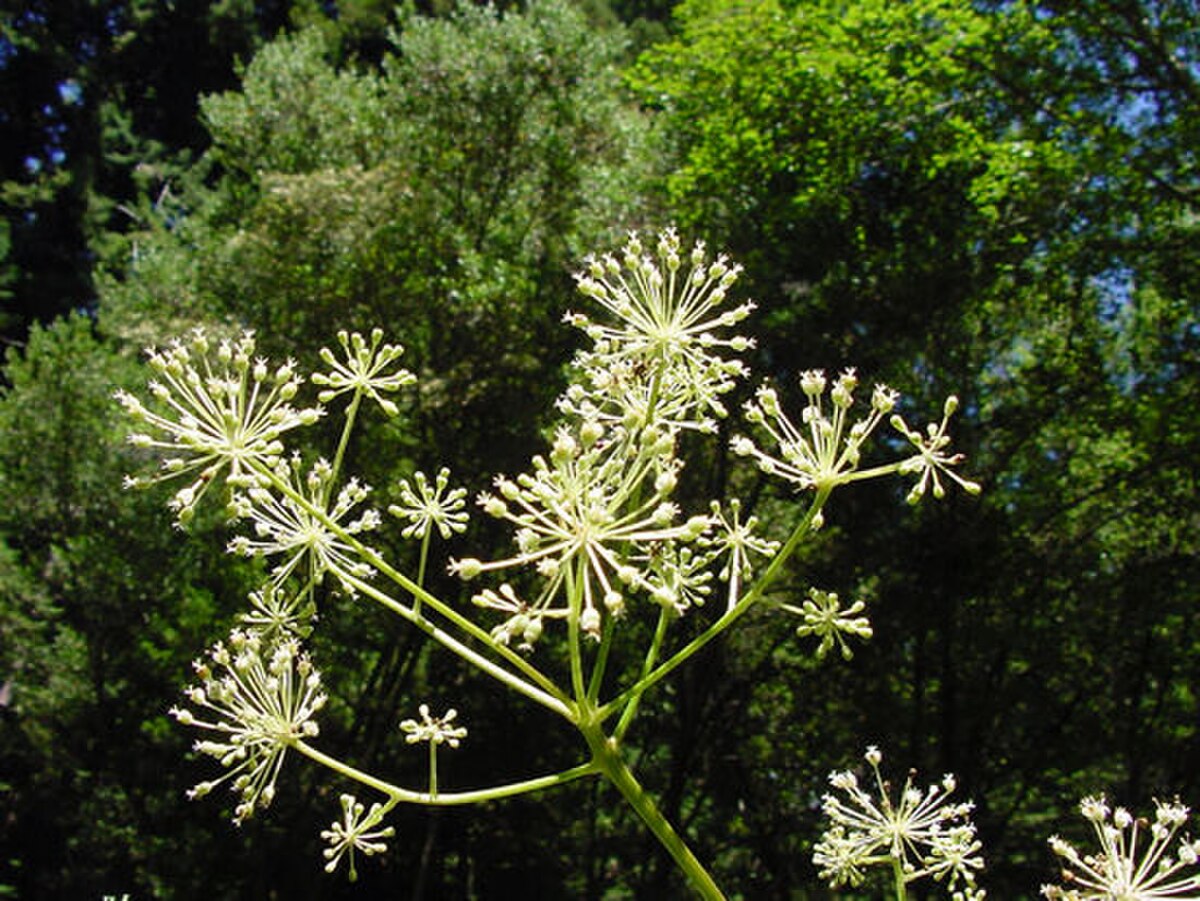 Aralia