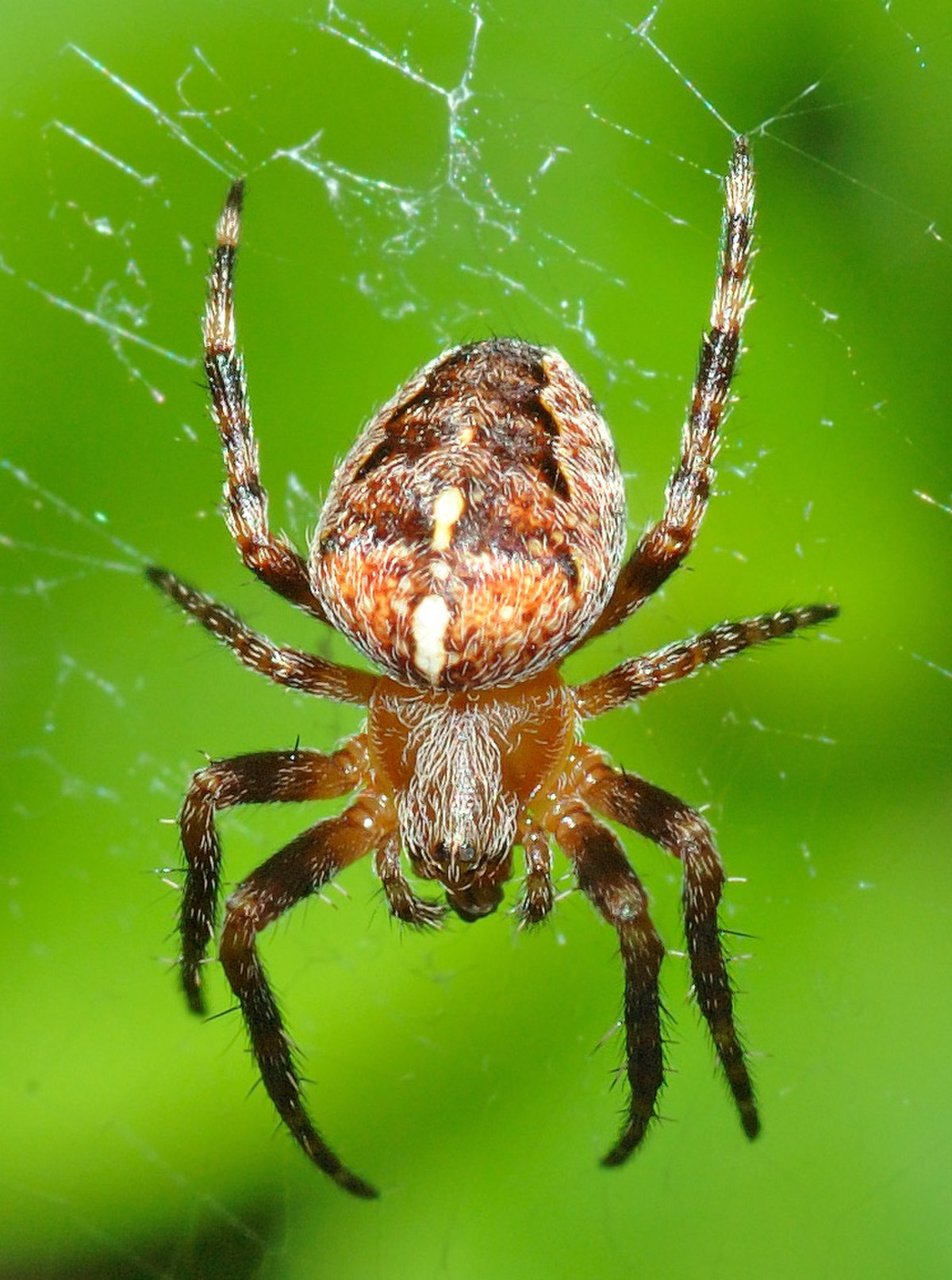 Araneomorphae