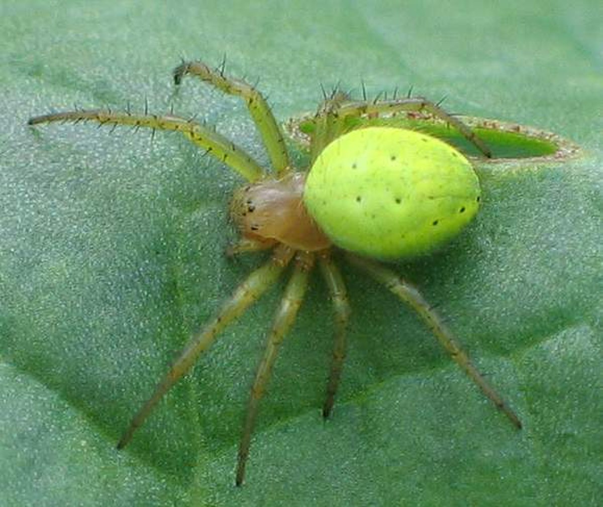 Araneidae