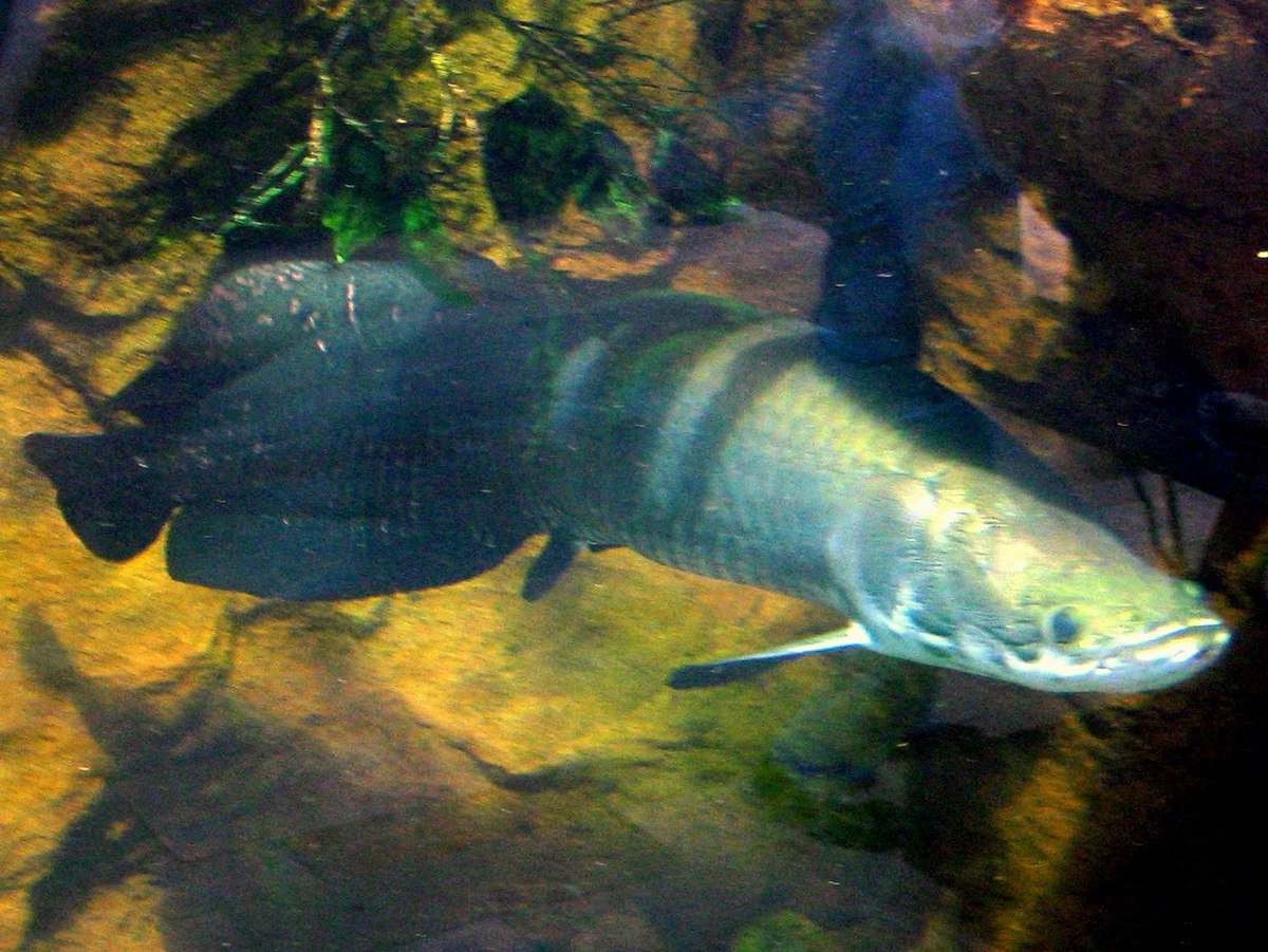 Arapaima gigas