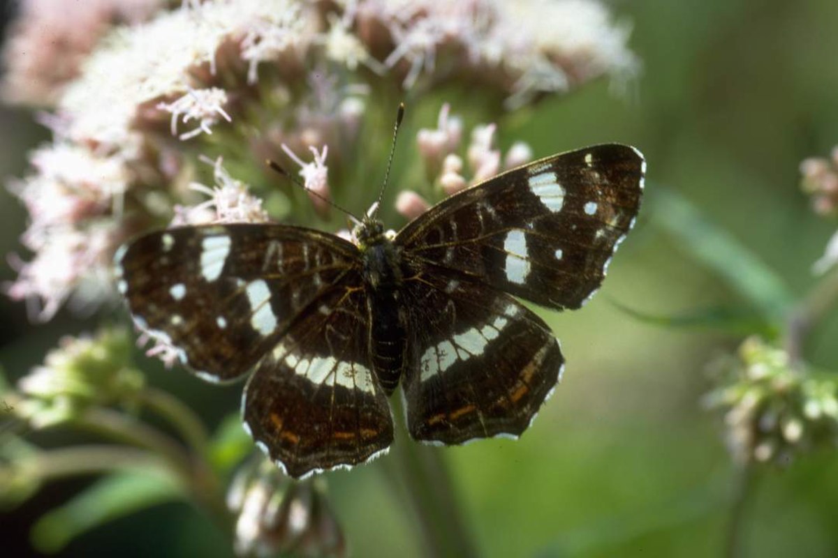 Carte géographique (papillon)