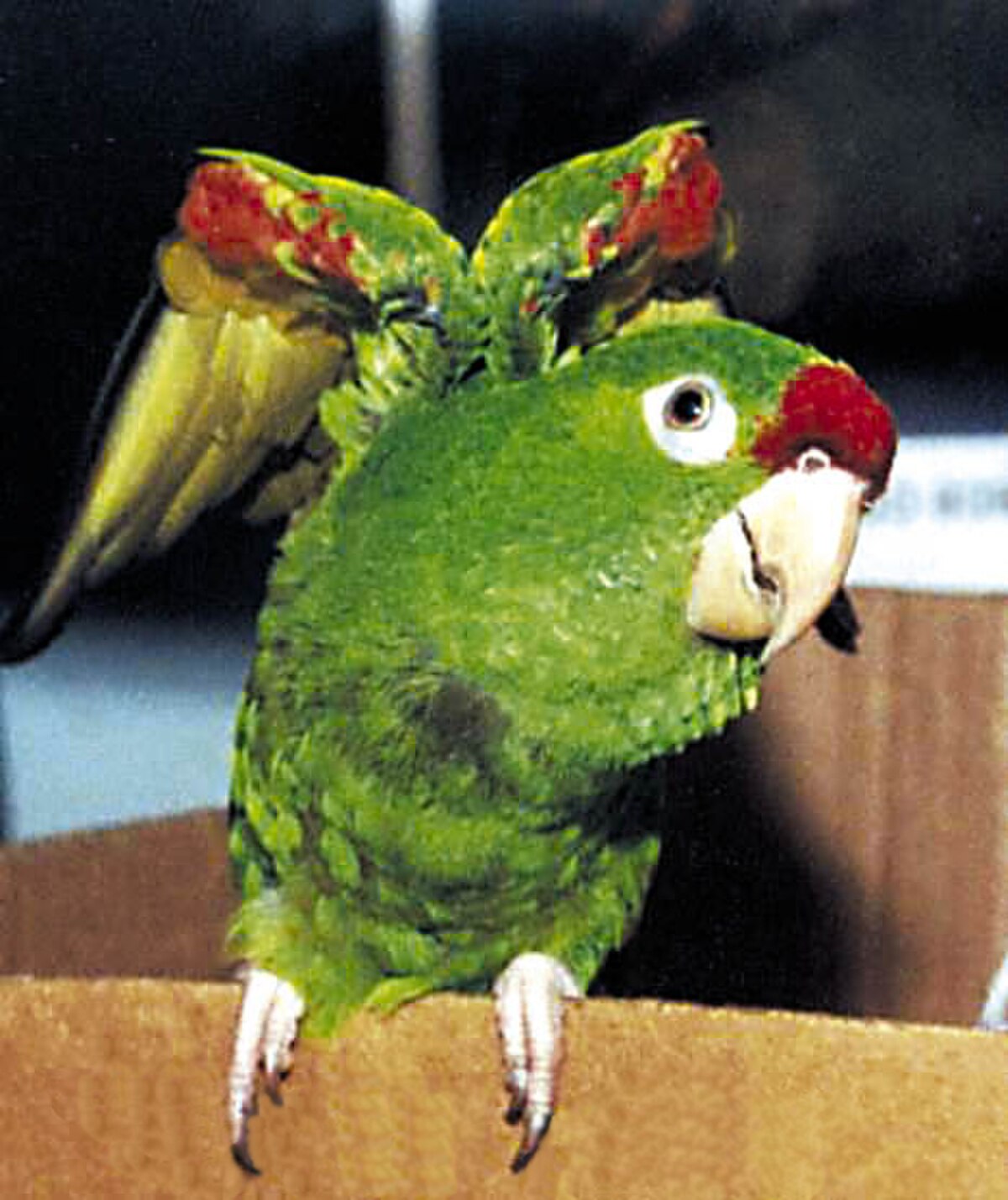 Conure de Finsch