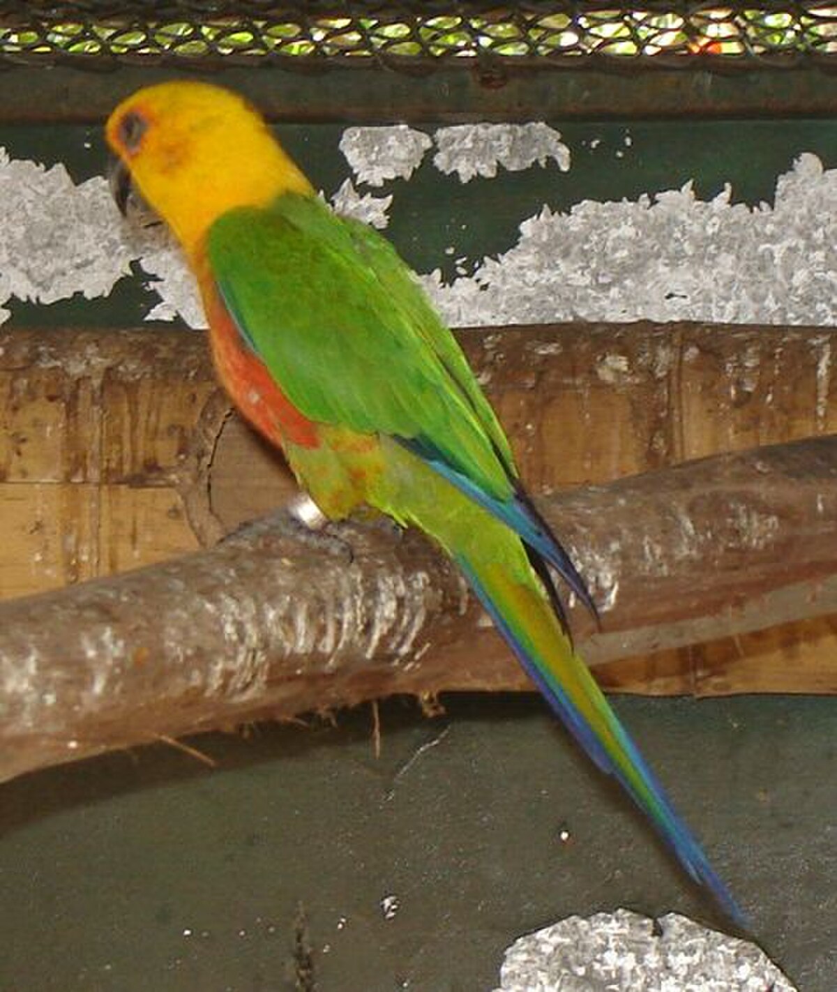 Conure jandaya