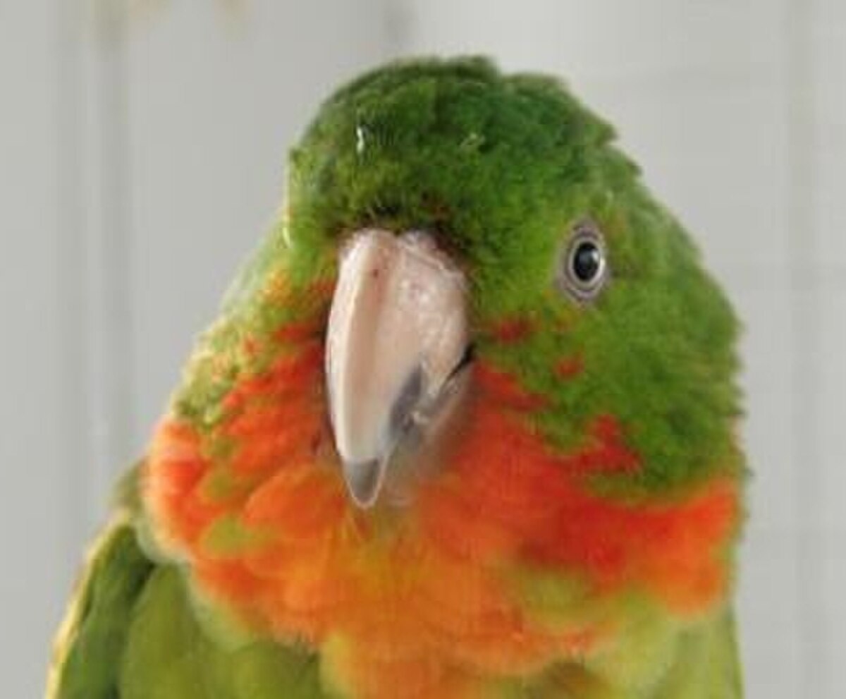 Aratinga rubritorquis -head and neck -pet-2c.jpg