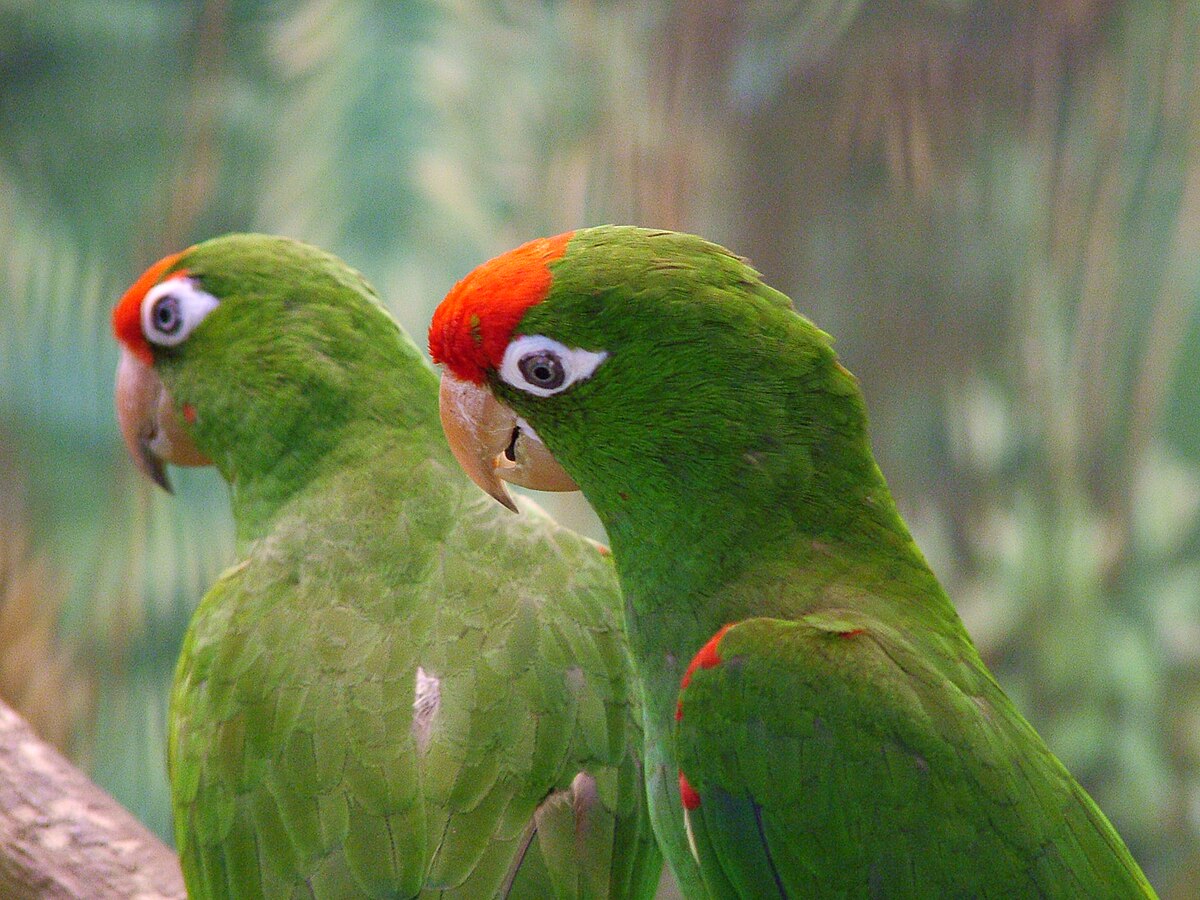 Conure de Wagler