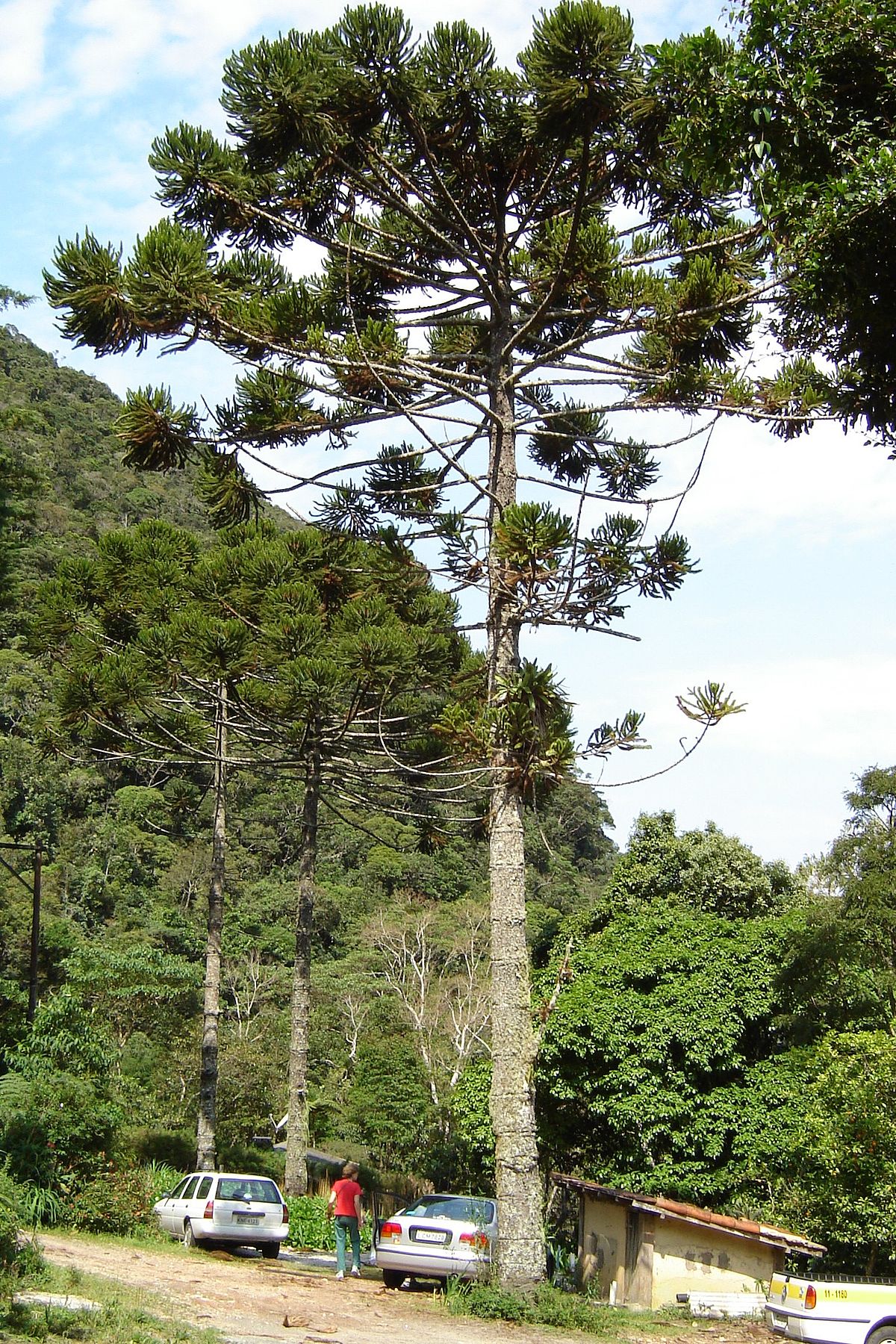 Pin du Paraná