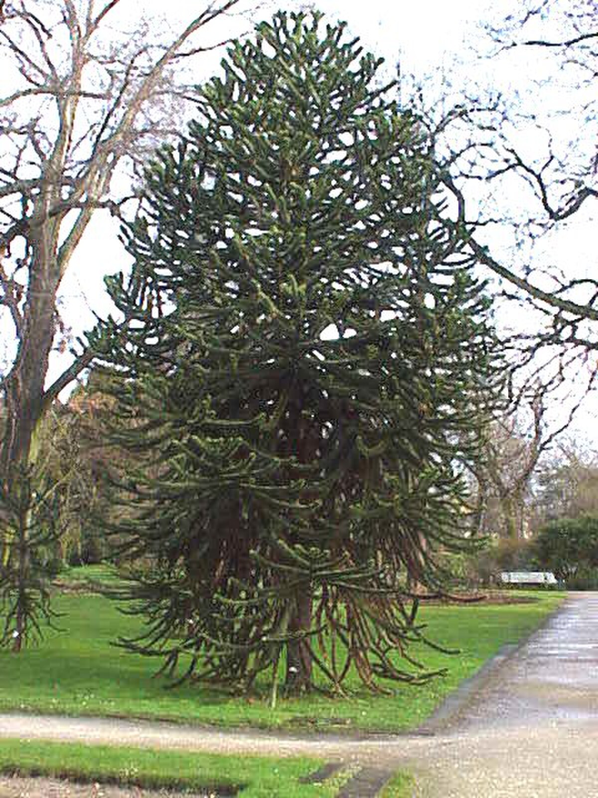 Araucaria