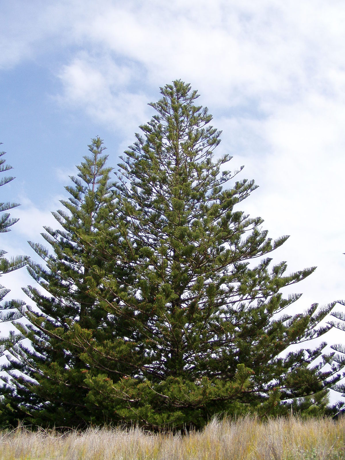 Pinophyta